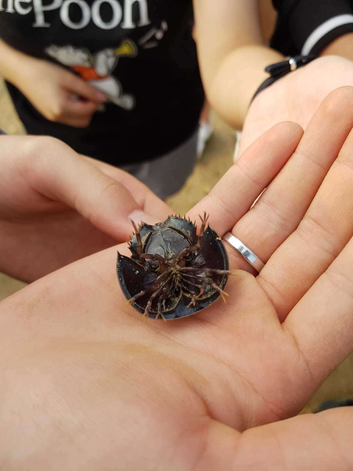 Image of Horseshoe Crab