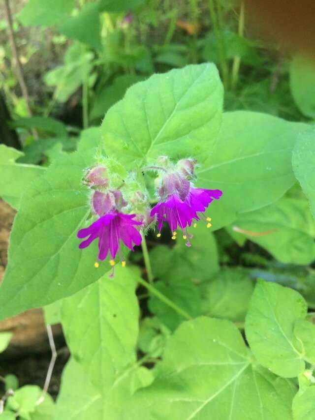 Image of Mirabilis violacea (L.) Heimerl