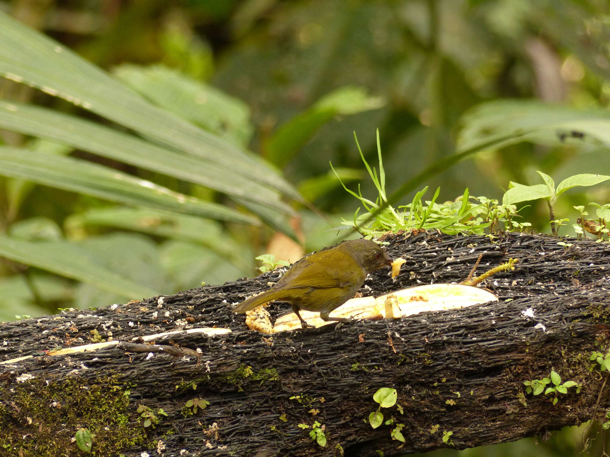 Image of Dusky Bush Tanager