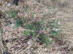 Image de Calliandra virgata Benth.