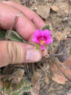 Imagem de Pelargonium ovale subsp. hyalinum L. Hugo