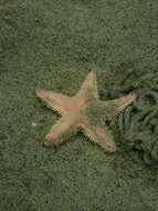 Image of Sand star