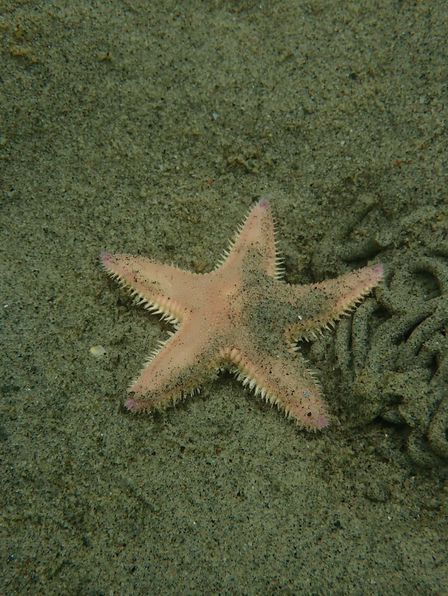 Image of Sand star