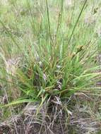 Sivun Carex gynodynama Olney kuva