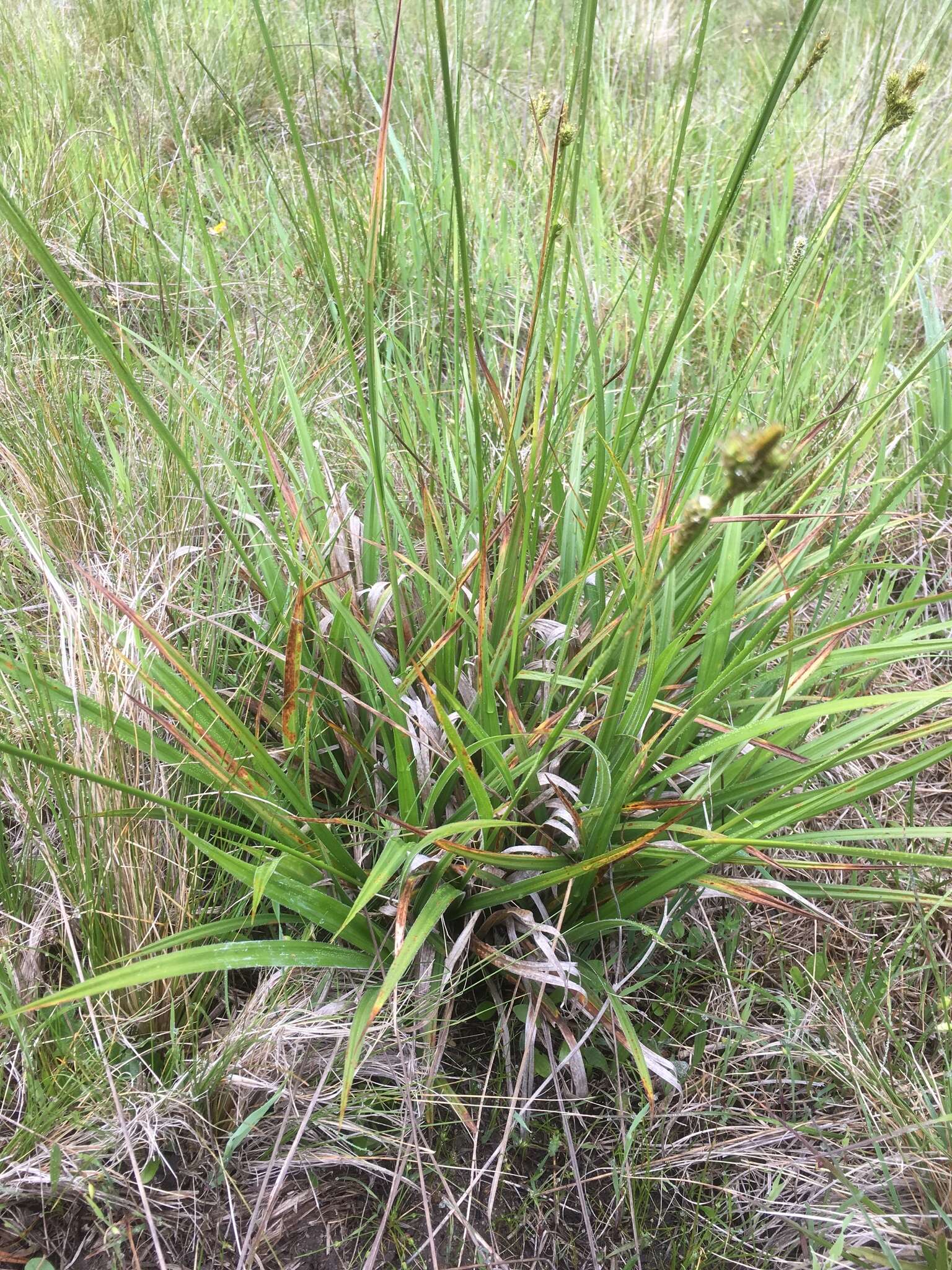 Image de Carex gynodynama Olney