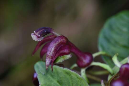 Image of Burmeistera ceratocarpa Zahlbr.