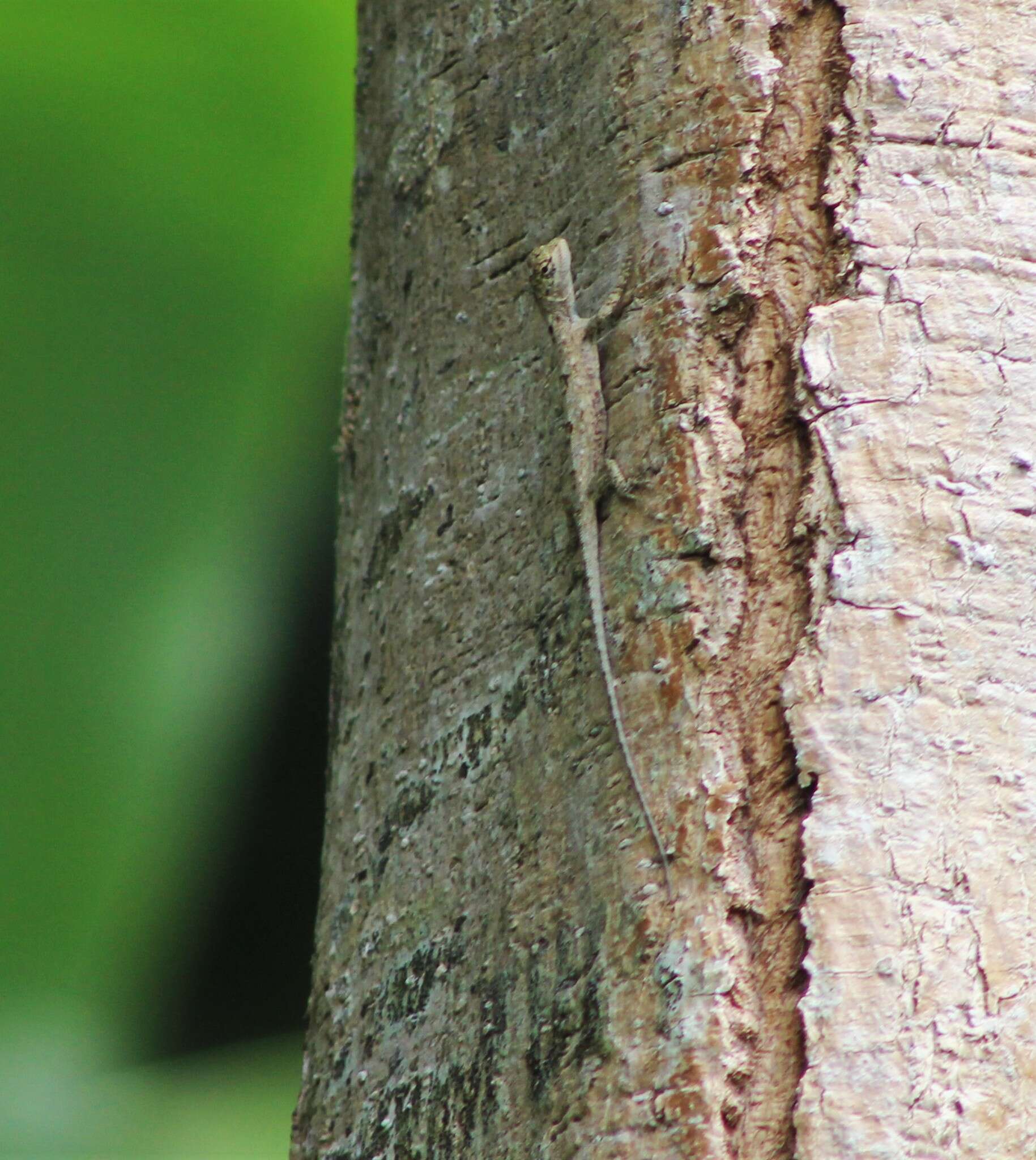 Image of Common Flying Dragon