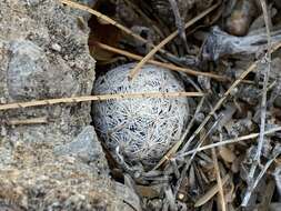 Image of Mammillaria lasiacantha subsp. lasiacantha