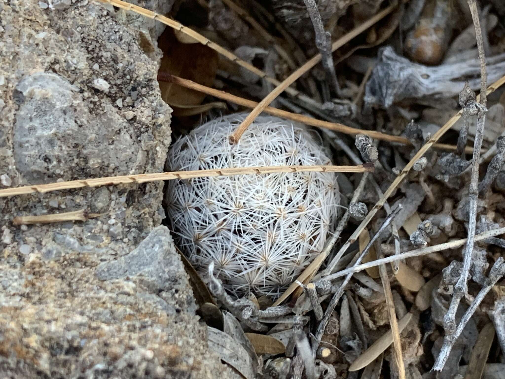 Image of Mammillaria lasiacantha subsp. lasiacantha