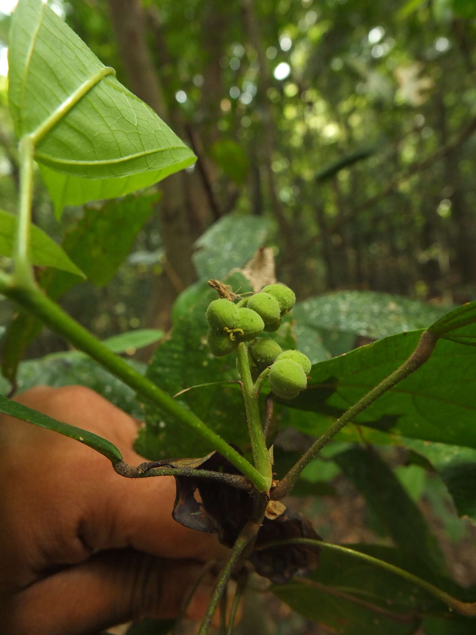 Image of Mallotus rhamnifolius (Willd.) Müll. Arg.