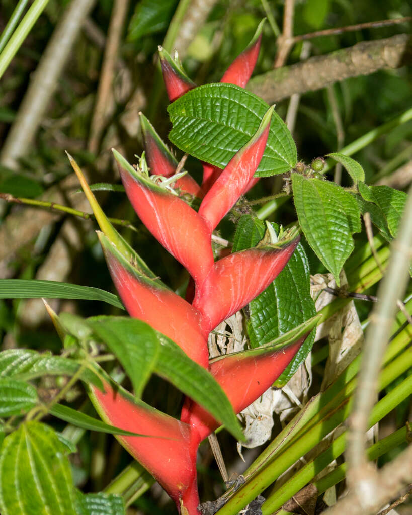 Image of macawflower