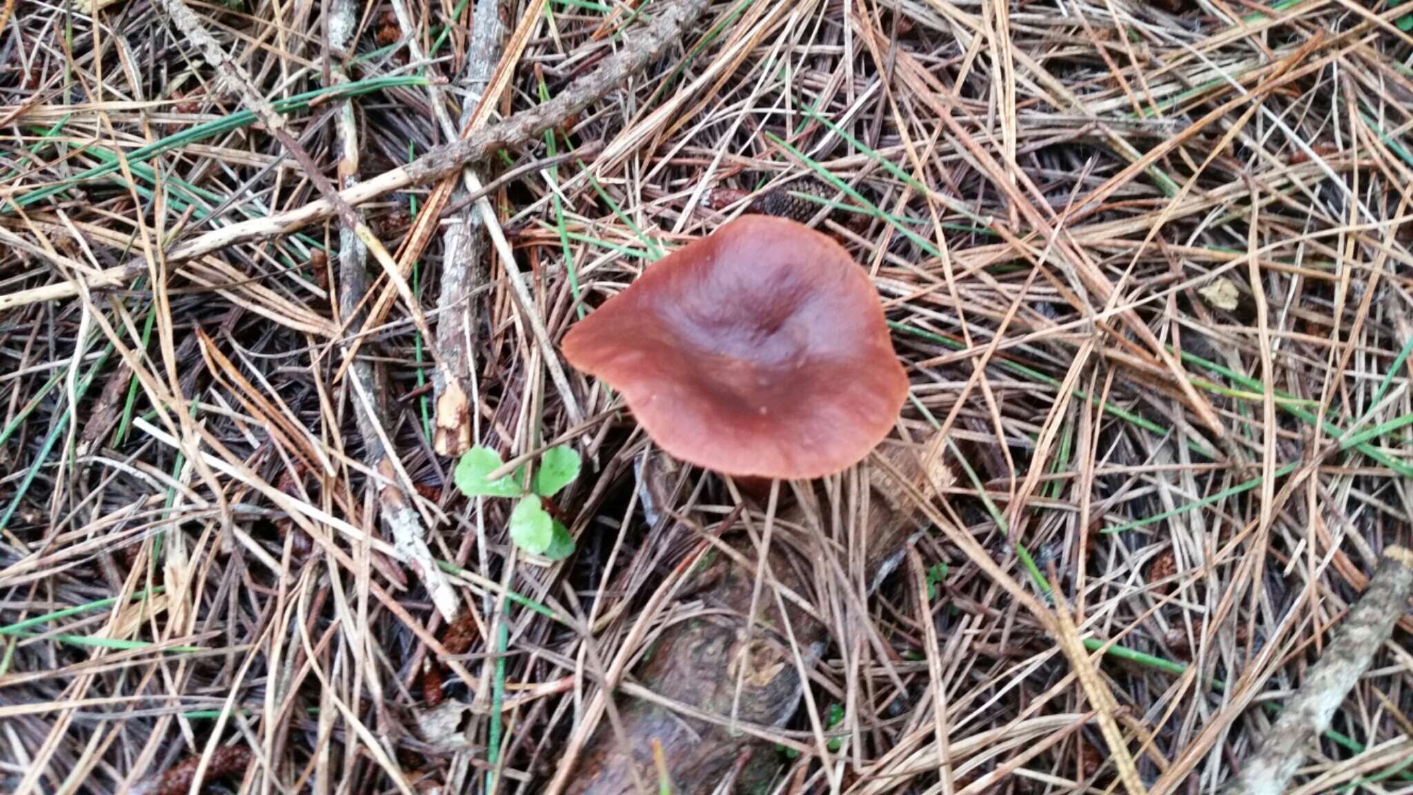 Image of Rufous Milkcap