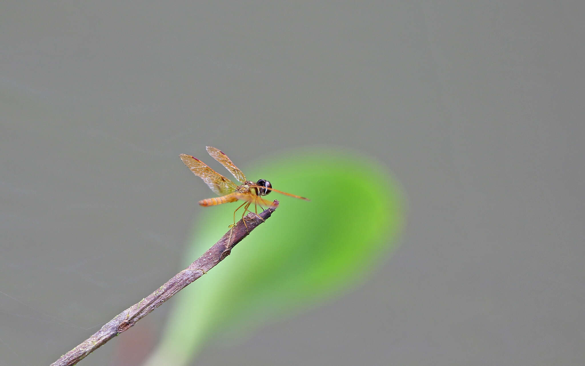 Image of Perithemis lais (Perty 1834)