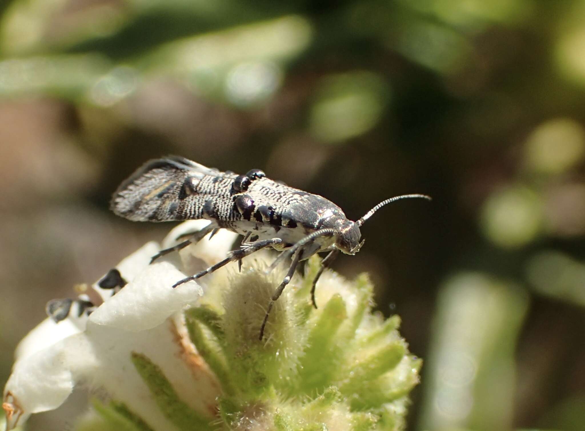 Image de Lithariapteryx mirabilinella Comstock 1940