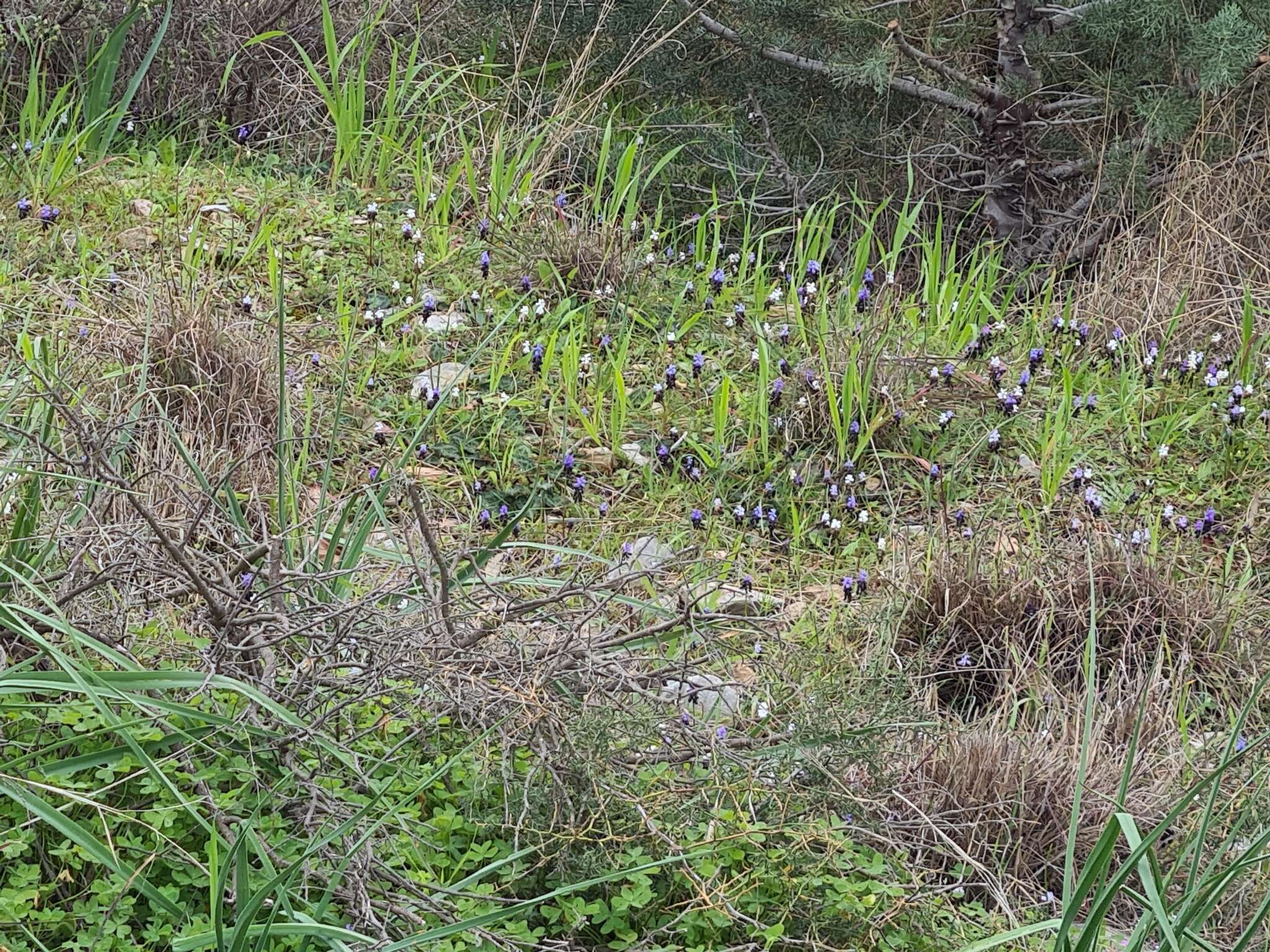 صورة Muscari pulchellum Heldr. & Sart.