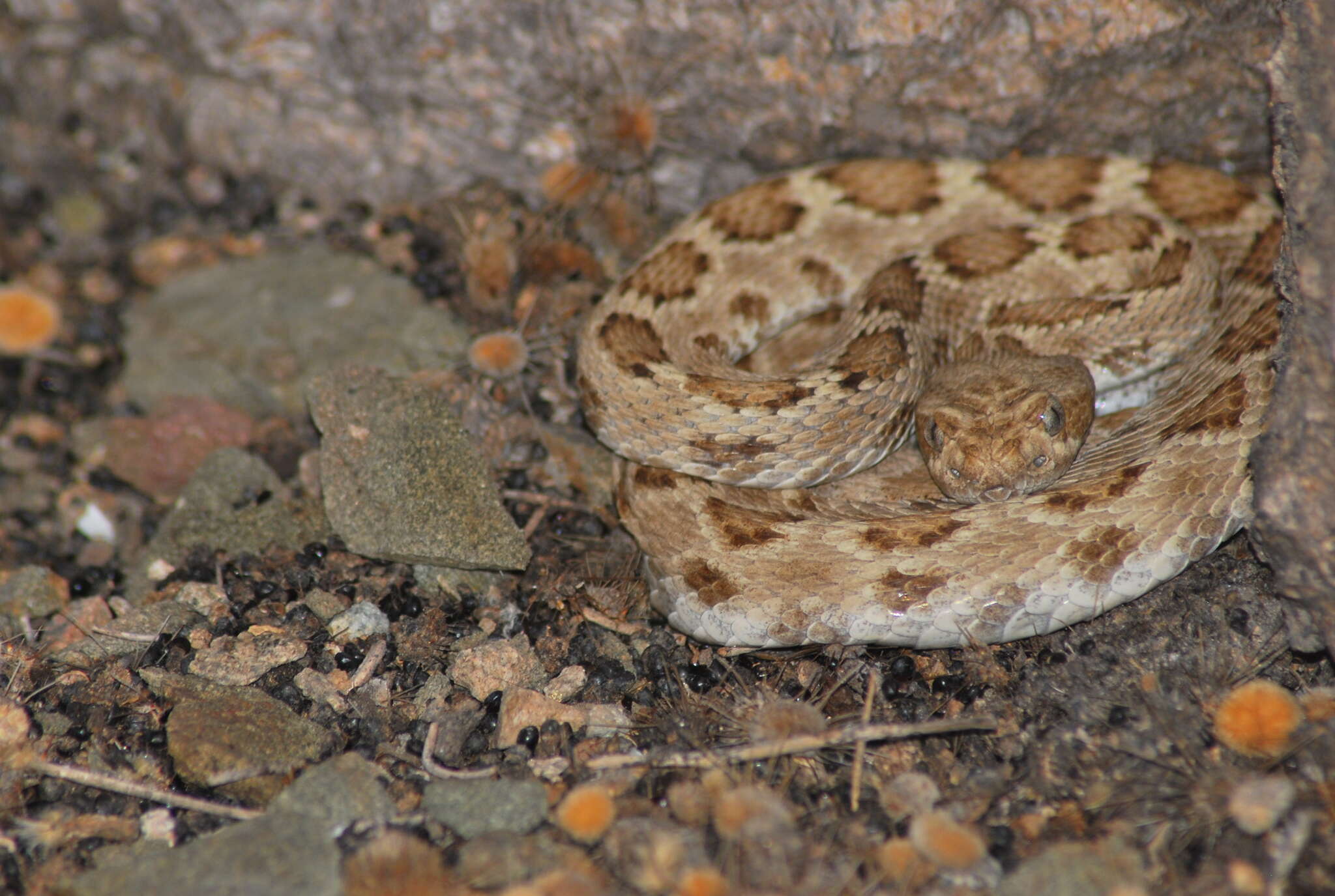 Image of Santa Catalina Island Rattlesnake