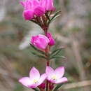 Image of Boronia pilosa subsp. torquata Duretto