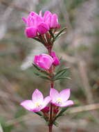 Image of Boronia pilosa subsp. torquata Duretto