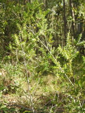 Image of prickly-leaf teatree