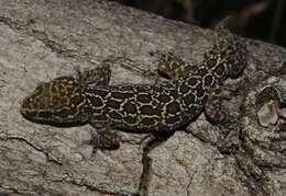 Image of Inland Thick-toed Gecko