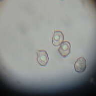 صورة Entoloma cuneatum (Bres.) M. M. Moser 1978