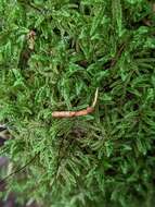 Image of Ophiocordyceps variabilis (Petch) G. H. Sung, J. M. Sung, Hywel-Jones & Spatafora 2007