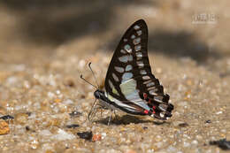 Graphium evemon (Boisduval 1836) resmi