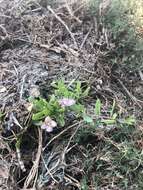 Image of Carolina desert-thorn