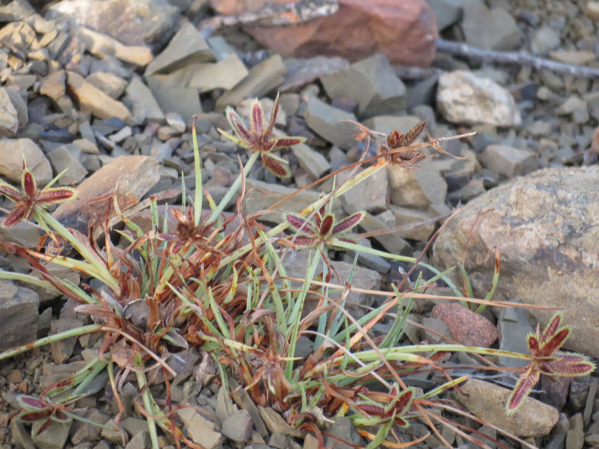 Image of Cyperus rubicundus Vahl