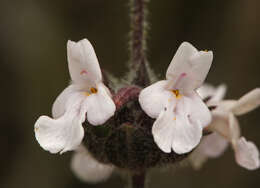 Imagem de Salvia brandegeei Munz