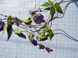 Image of Aconitum stoloniferum Vorosh.