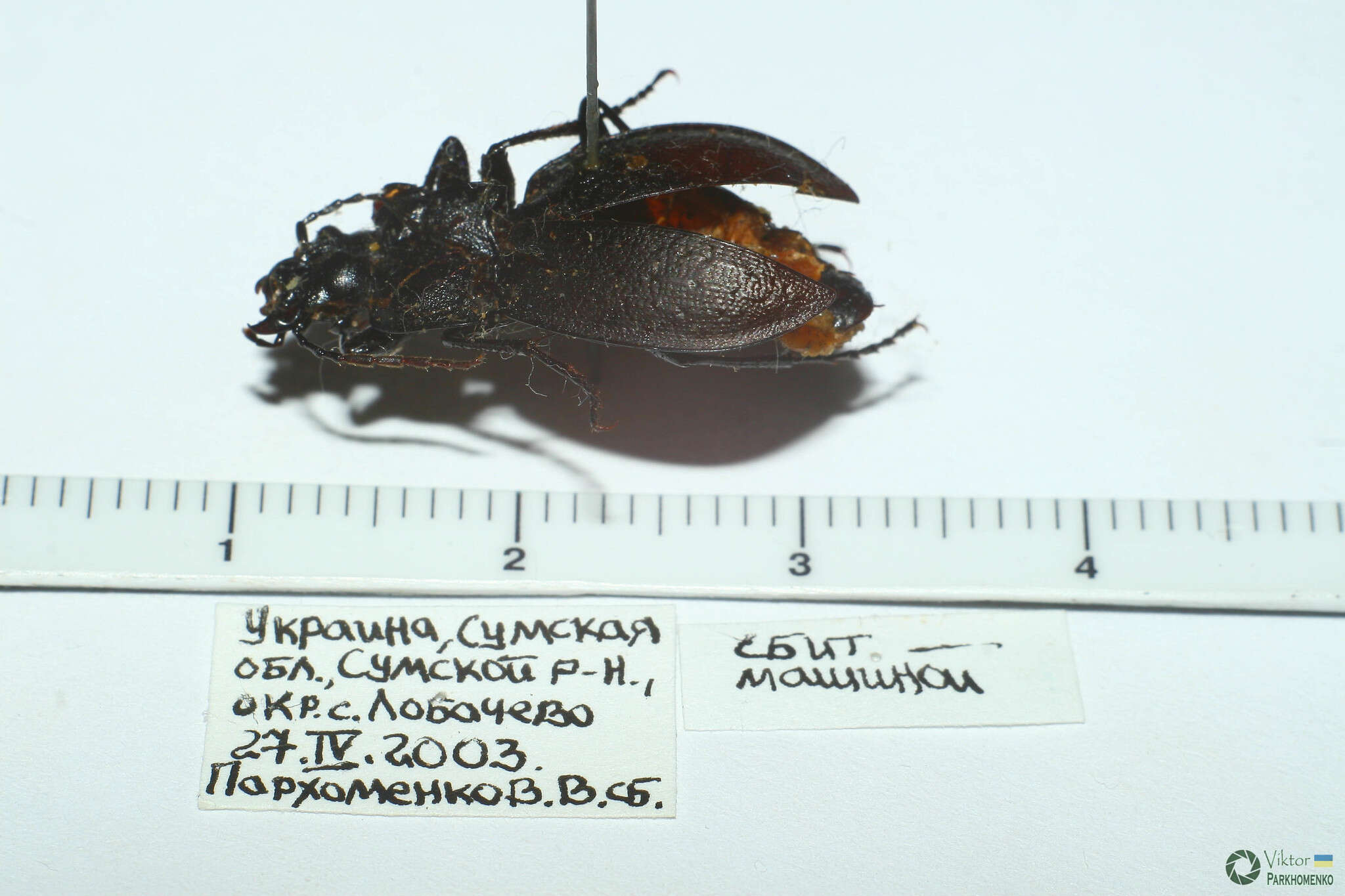 Image of Carabus (Trachycarabus) sibiricus Fischer von Waldheim 1820