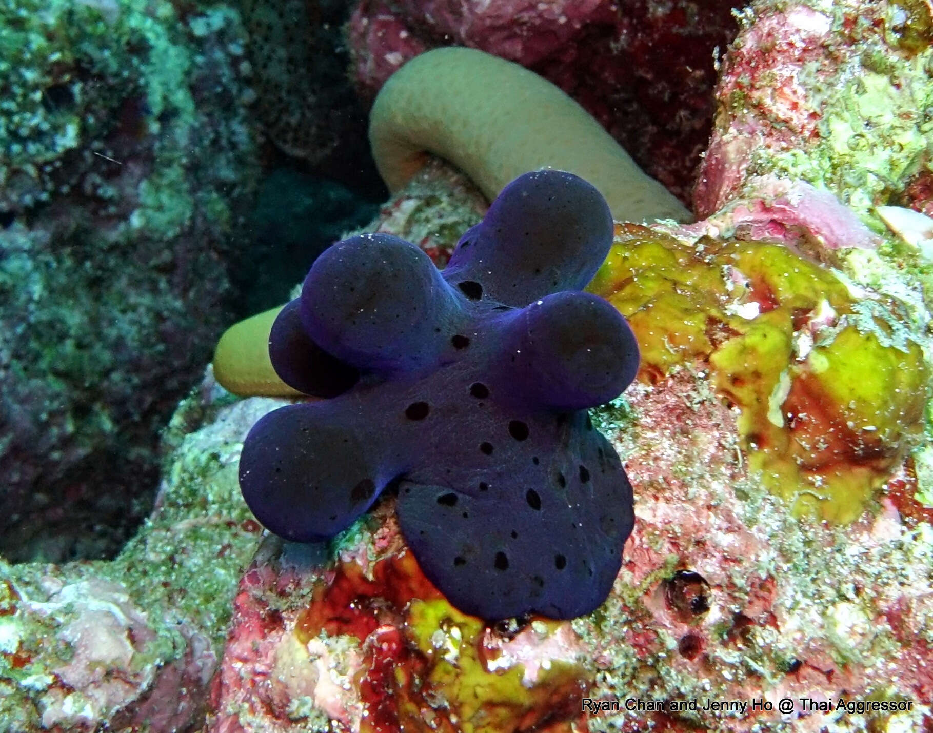 Image of Maldives sponge snail