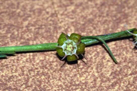 Image of Aspidoglossum biflorum E. Mey.