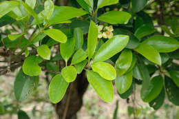 Image of garcinia