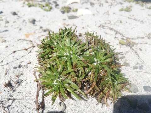 Plantago barbata Forst.的圖片