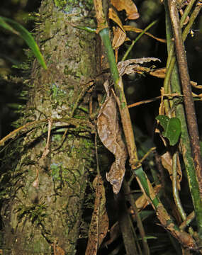 صورة Uroplatus phantasticus (Boulenger 1888)