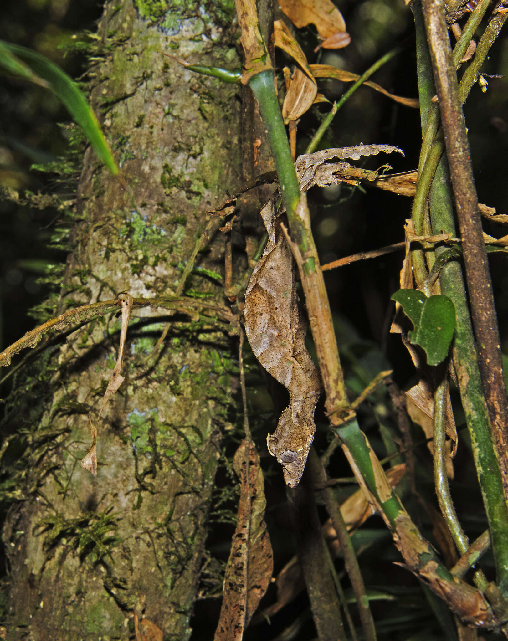 Image of Satanic leaf-tailed gecko