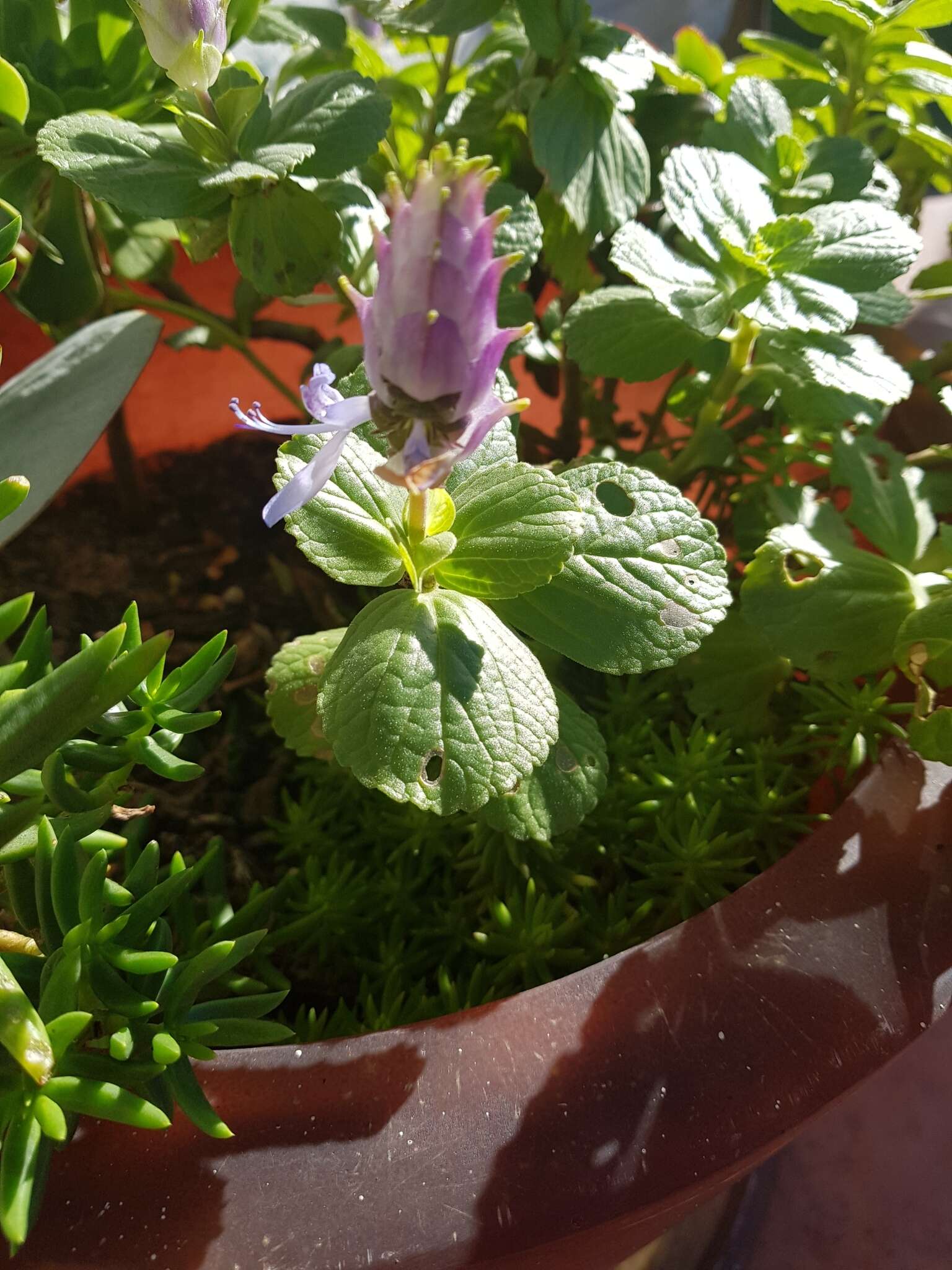 Image de Plectranthus neochilus Schltr.