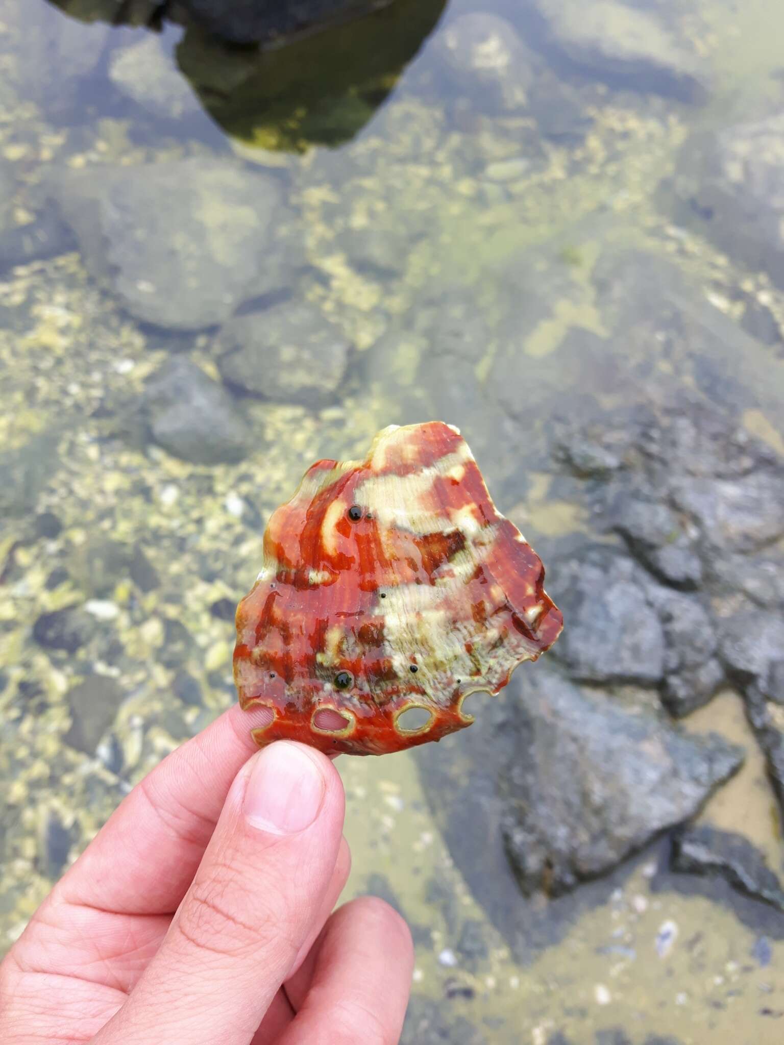 Image of Northern Abalone