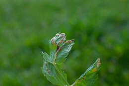 Puccinia pimpinellae (F. Strauss) Link 1824 resmi