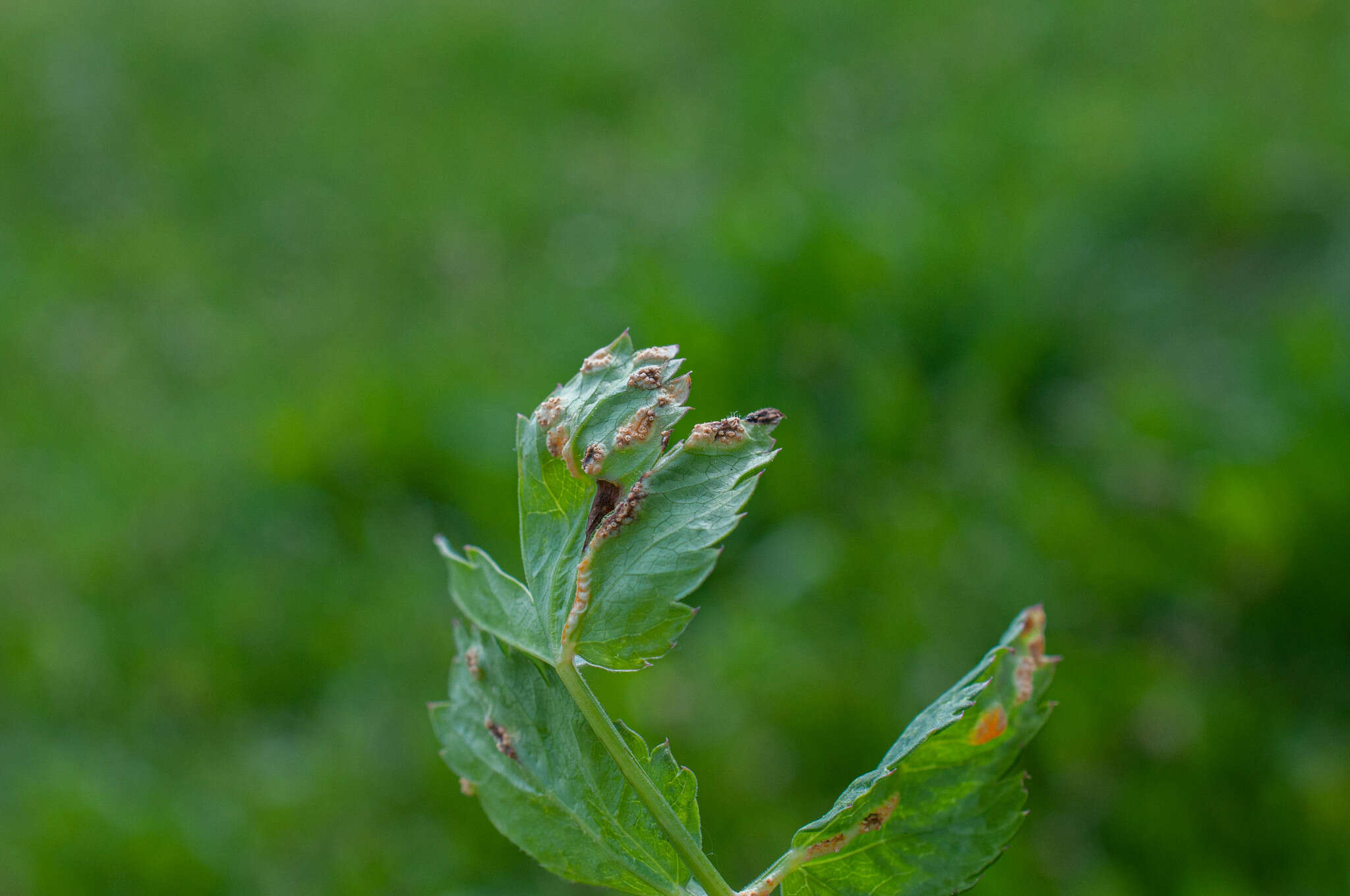 صورة Puccinia pimpinellae (F. Strauss) Link 1824