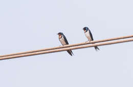 Hirundo lucida Hartlaub 1858 resmi