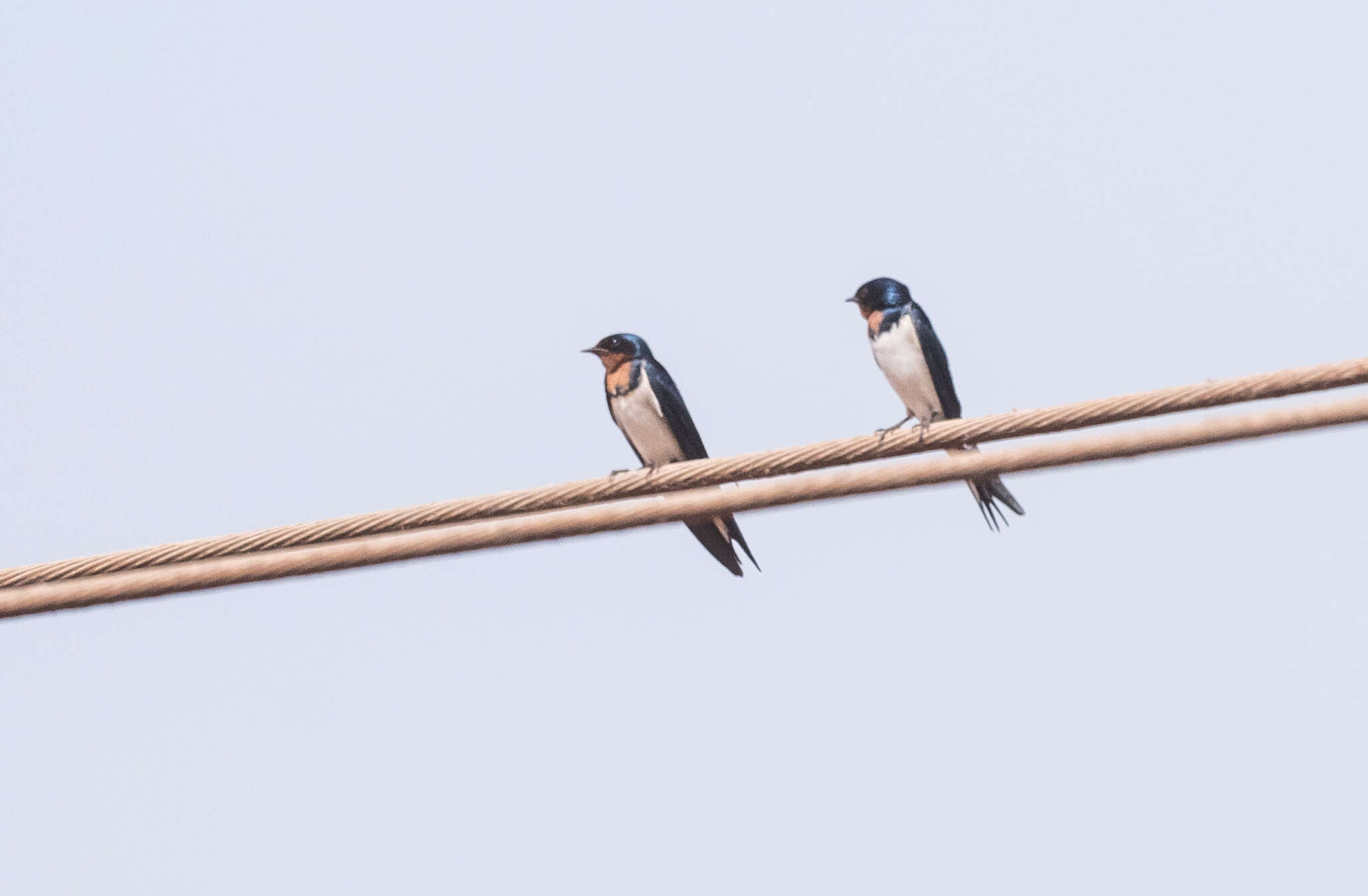 Hirundo lucida Hartlaub 1858 resmi