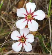 Image of Adenandra uniflora (L.) Willd.