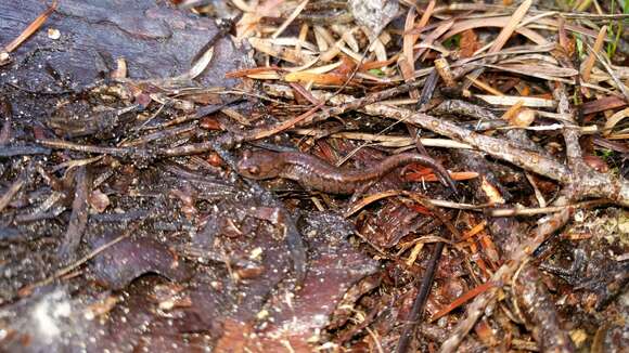 Image of Sacramento Mountain Salamander