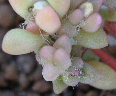 Image of Portulaca hereroensis Schinz