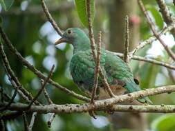 Image of Black-chinned Fruit Dove