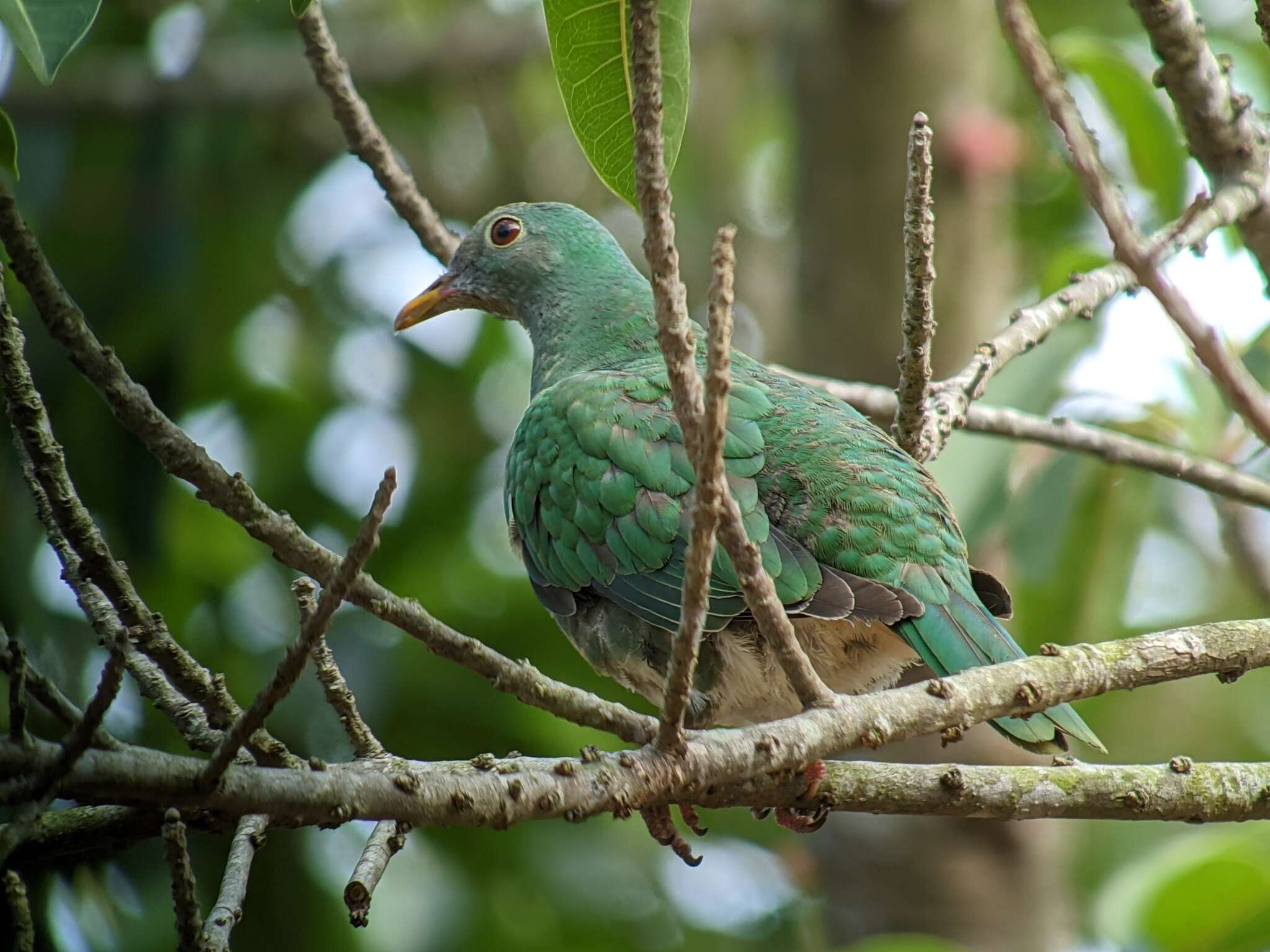 Image of Black-chinned Fruit Dove