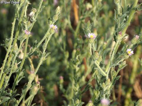 Plancia ëd Lachnophyllum